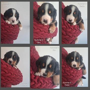 Pups Grote Zwitserse Sennen x Berner Sennen beschikbaar voor biedingen
