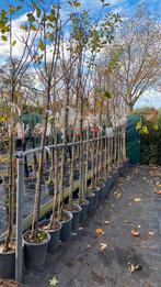 Fruitbomen hoogstam, Ophalen, Overige soorten, Lente