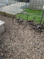 2 mooie Jonge Roodschouder talingen, Dieren en Toebehoren, Meerdere dieren