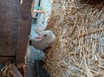 Konijnen, Dieren en Toebehoren, Knaagdieren en Konijnen | Toebehoren, Ophalen