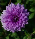 Dahlia bleu boy, Ophalen of Verzenden, Voorjaar, Volle zon, Knol