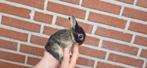 2 super lieve, mooie en tamme kleur pooltjes (dwergkonijn), Dieren en Toebehoren, Meerdere dieren, Klein, 0 tot 2 jaar