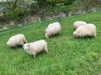 Quessant schapen, Dieren en Toebehoren, Schaap, Vrouwelijk, 0 tot 2 jaar
