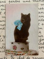 Zwarte kat met blauwe strik (ME), Ophalen of Verzenden, 1920 tot 1940, Gelopen, Hond of Kat