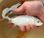 Strakke Doitsu Karashigoi 14-15 cm, Dieren en Toebehoren, Vissen | Vijvervissen, Karper of Koi