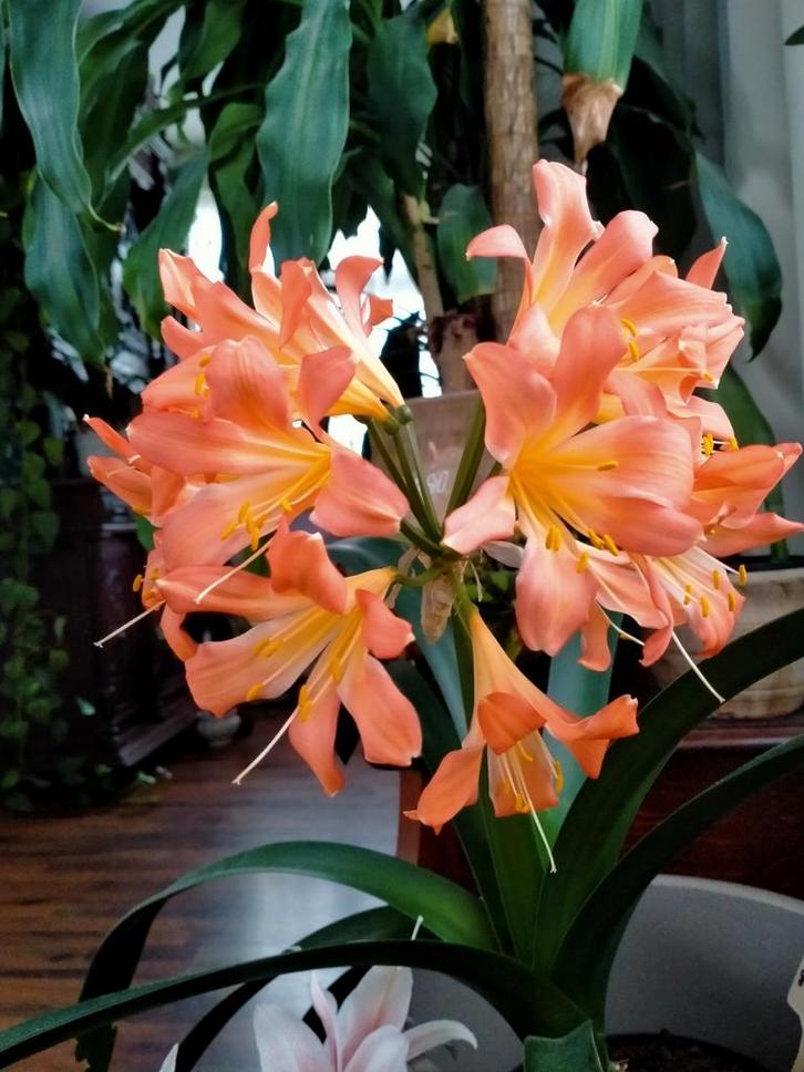 Clivia zaailingen: Clivia zalm spin x Clivia Yellow Star, Huis en Inrichting, Kamerplanten, Overige soorten, Minder dan 100 cm