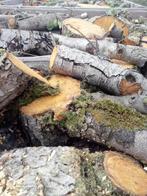 Openhaardhout peren pas gerooid, Tuin en Terras, Haardhout, 6 m³ of meer, Ophalen, Overige houtsoorten