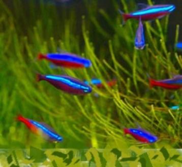 Vele soorten scholenvissen, ook voor de kleinere aquaria beschikbaar voor biedingen