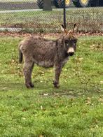 Mini ezel merrie, Dieren en Toebehoren, Overige Dieren, Juli, Vrouwelijk