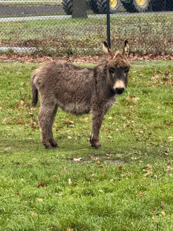 Mini ezel merrie, Dieren en Toebehoren, Overige Dieren, Vrouwelijk, Juli
