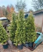 Thuja brabant, Ophalen, Conifeer, 100 tot 250 cm