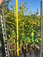Beukenhaag, Fagus sylvatica 60 tot 80 cm cm hoog € 1,95 p.st, Ophalen, Beukenhaag, Haag, Minder dan 100 cm