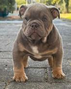 American Bully Micro/Pocket Bully, Dieren en Toebehoren, Honden | Bulldogs, Pinschers en Molossers, Bulldog, Meerdere, Meerdere dieren