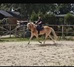 Haflinger ruin 7 jaar, Ruin, Recreatiepaard, 7 tot 10 jaar