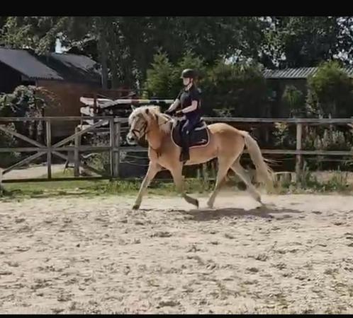 Haflinger ruin 7 jaar, Dieren en Toebehoren, Paarden, Ruin, 7 tot 10 jaar, Recreatiepaard