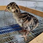 Kalkoen kuikens brons, Dieren en Toebehoren, Pluimvee, Meerdere dieren, Kalkoen