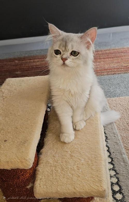 British korthaar, Dieren en Toebehoren, Katten en Kittens | Raskatten | Langhaar, Meerdere dieren, 0 tot 2 jaar, Ontwormd, Ingeënt