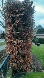 Grote Beuk haagbeuk, Tuin en Terras, Planten | Bomen, Ophalen, Bloeit niet, Halfschaduw, Overige soorten