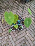 colocasia pink china, Tuin en Terras, Planten | Tuinplanten, Ophalen, Zomer, Overige soorten, Volle zon