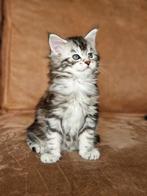 Mooie raszuivere maine coone kittens, Poes, Gechipt, 0 tot 2 jaar