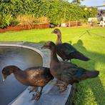 3 jonge Muskuseenden, Dieren en Toebehoren, Geslacht onbekend, Eend