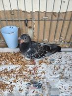 Jonge sier duif, Dieren en Toebehoren, Pluimvee, Geslacht onbekend, Kip