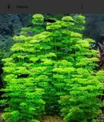 Waterplant limnophila sessiliflora, Dieren en Toebehoren, Ophalen, Plant(en), Steen of Hout