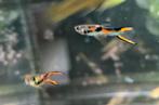 guppen man en vrouw, Dieren en Toebehoren, Vissen | Aquariumvissen, Vis