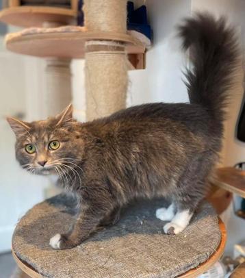 kruising Noorse boskat / Maine Coon / Siamees beschikbaar voor biedingen