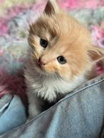 Ragdoll kittens, Dieren en Toebehoren, Meerdere dieren, Gechipt, 0 tot 2 jaar