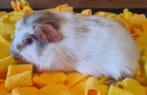 Super mooie cavia’s mogen verhuizen, Dieren en Toebehoren, Knaagdieren, Cavia, Juni, Meerdere dieren, Tam