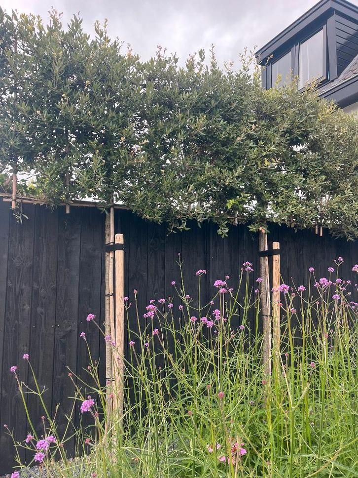 Leiboom Quercus ilex (Steeneik) in diverse maten, Tuin en Terras, Planten | Bomen, Leiboom, 250 tot 400 cm, Halfschaduw, Bloeit niet