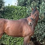 ‼️Super brave, gezonde , lieve ruin‼️, Dieren en Toebehoren, Paarden, B, Gechipt, Ruin, Recreatiepaard