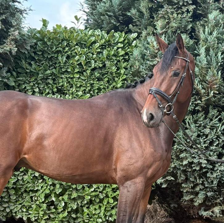 ‼️Super brave, gezonde , lieve ruin‼️, Dieren en Toebehoren, Paarden, Ruin, B, 170 tot 175 cm, 3 tot 6 jaar, Recreatiepaard, Met stamboom