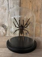 Stolp met opgezette vogelspin, Ophalen of Verzenden, Nieuw, Insect, Opgezet dier