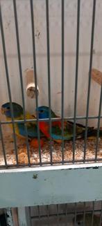 Splendid-parkieten, diverse kleurmutaties, Dieren en Toebehoren, Meerdere dieren, Parkiet, Geringd