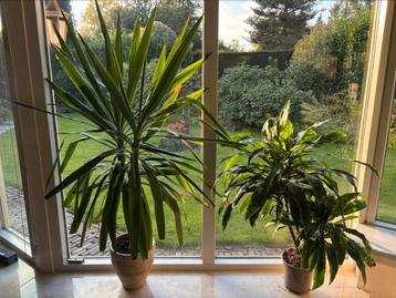 Mooie grote kamerplanten – Yucca & Dracaena beschikbaar voor biedingen
