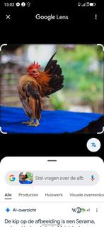 Gevraagd Ayam Serama Maleis!, Dieren en Toebehoren, Pluimvee, Meerdere dieren, Kip