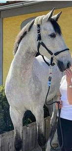CHC clever Horse Clip met leidlijn 190 cm, Dieren en Toebehoren, Paarden en Pony's | Hoofdstellen en Tuigage, Ophalen of Verzenden