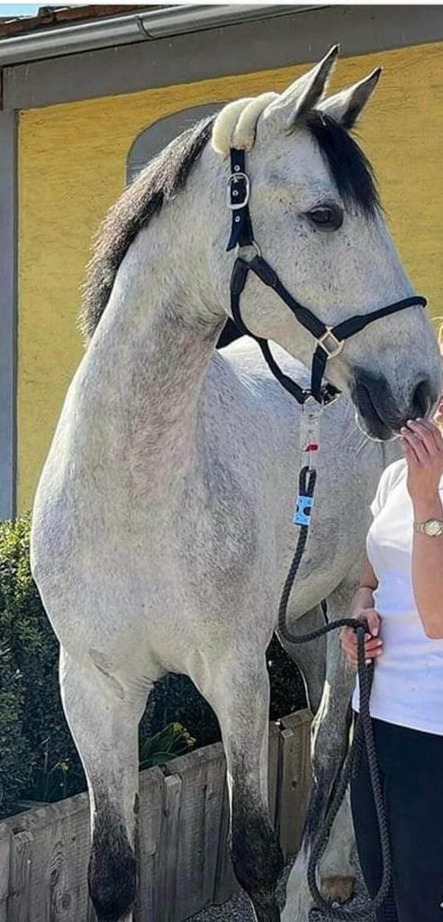 CHC clever Horse Clip met leidlijn 190 cm, Dieren en Toebehoren, Paarden en Pony's | Hoofdstellen en Tuigage, Nieuw, Overige soorten