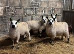 Kerry Hill lammeren, Dieren en Toebehoren, Schapen, Geiten en Varkens, Meerdere dieren, Schaap