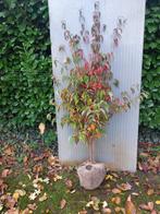 Cornus kousa chinensis, Ophalen, Halfschaduw, Overige soorten, Lente