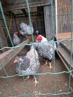Broedeieren raszuivere wyandotte kriel, Dieren en Toebehoren, Pluimvee, Geslacht onbekend, Kip