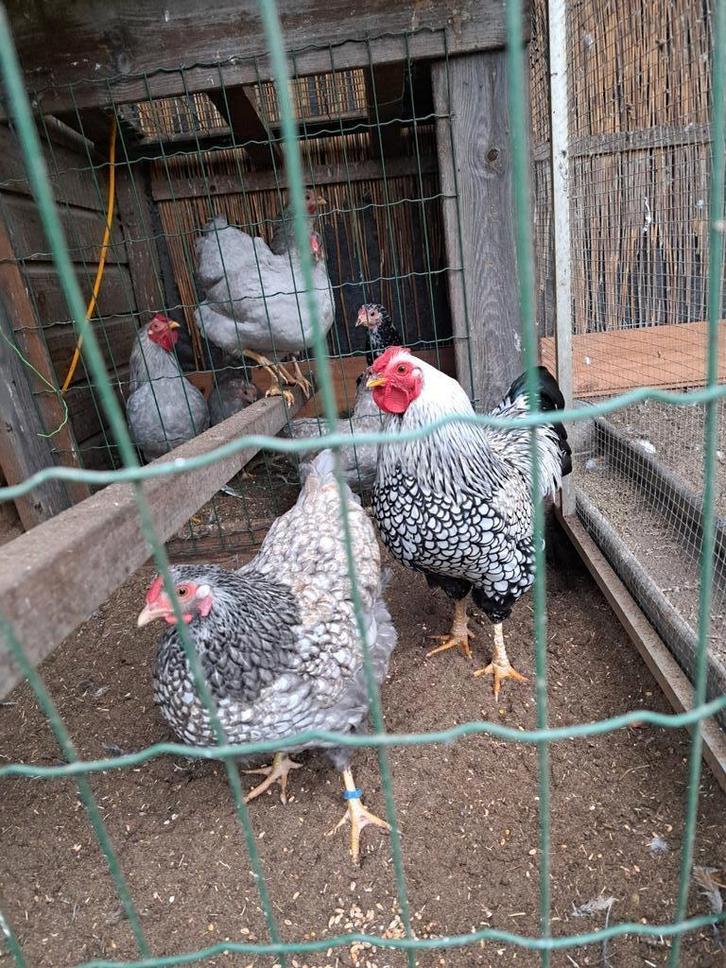 Broedeieren raszuivere wyandotte kriel, Dieren en Toebehoren, Pluimvee, Kip, Geslacht onbekend