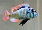 Haplochromis succesvol kweekkoppel, Dieren en Toebehoren, Vissen | Aquariumvissen, Vis
