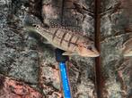 Cichla intermedia, Dieren en Toebehoren, Vis