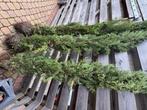 Cupressus semp 'Pyramidalis' 190-200, Ophalen, Volle zon, Overige soorten, 100 tot 250 cm
