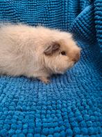 Ch teddy cavia, creme california choco, Dieren en Toebehoren, Cavia, April, Mannelijk, Tam