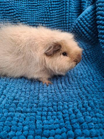 Ch teddy cavia, creme california choco beschikbaar voor biedingen