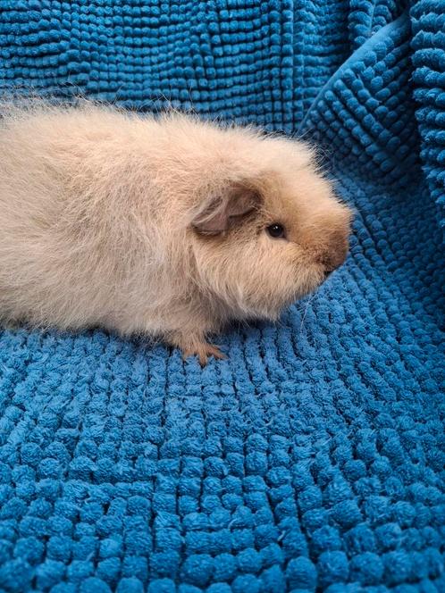 Ch teddy cavia, creme california choco, Dieren en Toebehoren, Knaagdieren, Mannelijk, Cavia, April, Tam